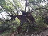 Quejigo - Quercus faginea. El Moralejo - Valdepeas