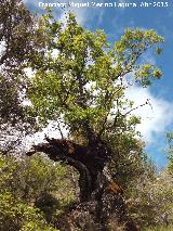 Quejigo - Quercus faginea. El Moralejo - Valdepeas
