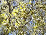 Quejigo - Quercus faginea. Valdepeas