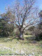 Quejigo - Quercus faginea. Sin hojas. Cambil