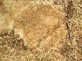 Torcal de Antequera. Ammonites