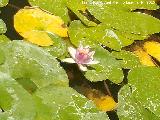 Nenfar rosado - Nymphaea tetragona. Flor. La Granja - Jan