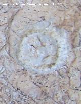 Pinturas y petroglifos rupestres de la Llana II. Petroglifo muy marcado en forma de crculo del abrigo