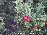 Sabina mora - Juniperus phoenicea. Los Villares