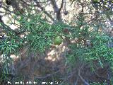 Sabina mora - Juniperus phoenicea. Navazalto - Villacarrillo