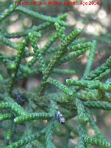 Sabina mora - Juniperus phoenicea. Hojas. Navazalto - Villacarrillo