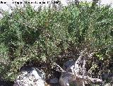 Sabina rastrera - Juniperus sabina. Granada