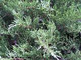 Sabina rastrera - Juniperus sabina. Cazorla
