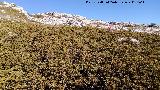 Sabina rastrera - Juniperus sabina. Mágina - Huelma