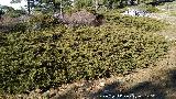 Sabina rastrera - Juniperus sabina. Navillas de Capazul - Cazorla