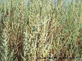 Salicornia - Salicornia europaea. Santa Pola