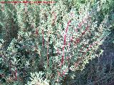 Salicornia - Salicornia europaea. Toyo - Retamar
