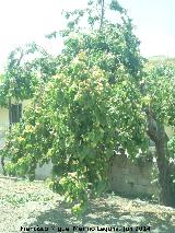 Albaricoquero - Prunus armeniaca. Castillo de Locubn