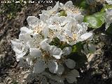 Albaricoquero - Prunus armeniaca. Flor. Ro Albanchez - Albanchez de Mgina