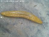 Babosa amarilla - Limacus flavus. Los Villares
