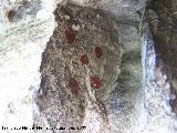 Pinturas rupestres del Abrigo de la Cantera. Cinco puntos