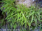 Grasilla - Pinguicula vallisneriifolia. Travertinos del Ro Borosa - Santiago Pontones