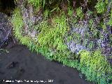 Grasilla - Pinguicula vallisneriifolia. Travertinos del Ro Borosa - Santiago Pontones