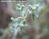 Manzanilla amarga - Santolina chamaecyparissus. Cazorla