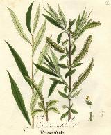 Sauce blanco - Salix alba. 
