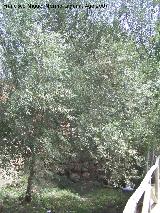 Sauce blanco - Salix alba. Valdepeas