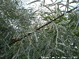 Sauce blanco - Salix alba. Como arbusto. Nacimiento - Los Villares