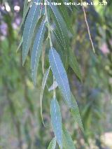 Sauce llorn - Salix babylonica. Crdoba