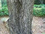 Sauce llorn - Salix babylonica. Cazorla