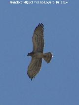 Pájaro Águila culebrera - Circaetus gallicus. Torreperojil