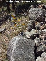 Necrpolis visigoda de Casas Altas. Laja y tumba
