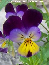 Trinitaria - Viola tricolor. Silvestre. Los Villares