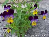 Trinitaria - Viola tricolor. Silvestre. Los Villares