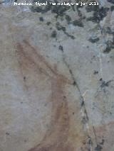 Pinturas rupestres del Prado del Azogue. Grupo II. Cabeza de la cabra o ciervo superior