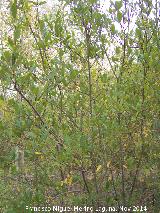 Sauce cenizo - Salix atrocinerea. Zagrilla Baja - Priego de Crdoba