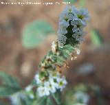 Verrucaria - Heliotropium europaeum. Navas de San Juan