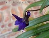 Violeta - Viola cornuta. Navas de San Juan