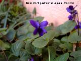 Violeta - Viola cornuta. Navas de San Juan