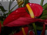 Cala roja - Anthurium andreanum. Crdoba