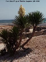 Yuca - Yucca gloriosa. Villa romana de Clavicum - Torrox