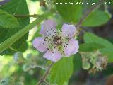 Zarzamora - Rubus fruticosus. Segura