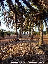 Cortijo Santa Teresa. Camino de palmeras