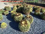 Cactus asiento de suegra - Echinocactus grusonii. Benalmdena