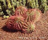 Cactus piloso - Ferocactus pilosus. Tabernas