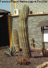 Cactus saguaro - Carnegiea gigantea. Tabernas