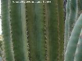 Cactus saguaro - Carnegiea gigantea. Benalmdena
