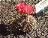 Cactus Obrepanda - Echinopsis obrepanda. Tabernas