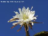 Cactus de San Pedro - Echinopsis pachanoi. Benalmdena