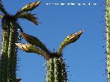 Cactus de San Pedro - Echinopsis pachanoi. Benalmdena