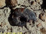 Rambla del Bizco. Ammonite