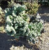 Cactus monstruoso - Cereus peruvianus var. monstruosus. Benalmdena